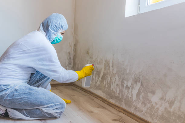 Licensed Attic Mold Removal service in Duncansville, PA - WQB Mold Removal